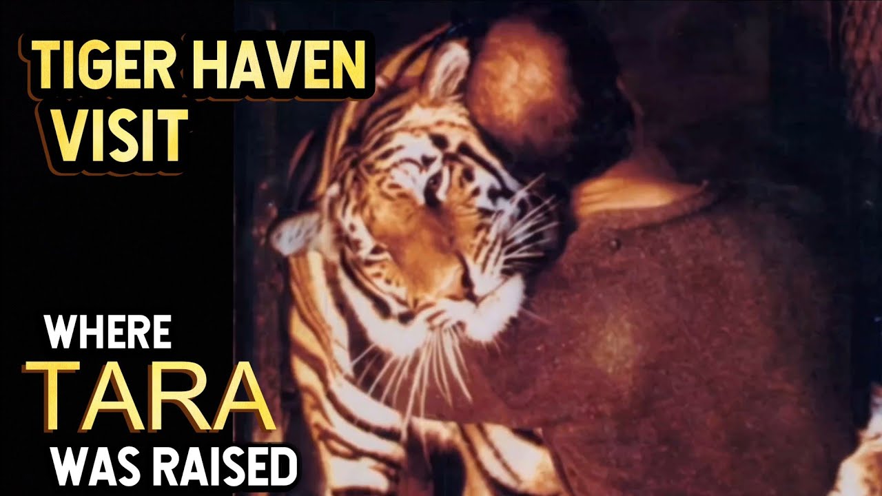 What's Inside Tiger Haven ? Territory of Gabbar | Dudhwa Tiger Reserve 