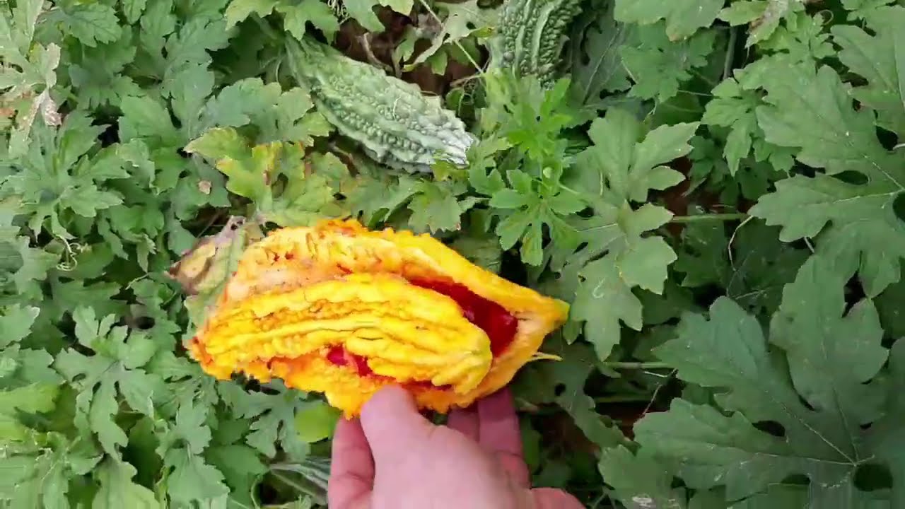 زراعة نبات الكريلا قد تجعلك تتوقف عن تناول ادوية السكري