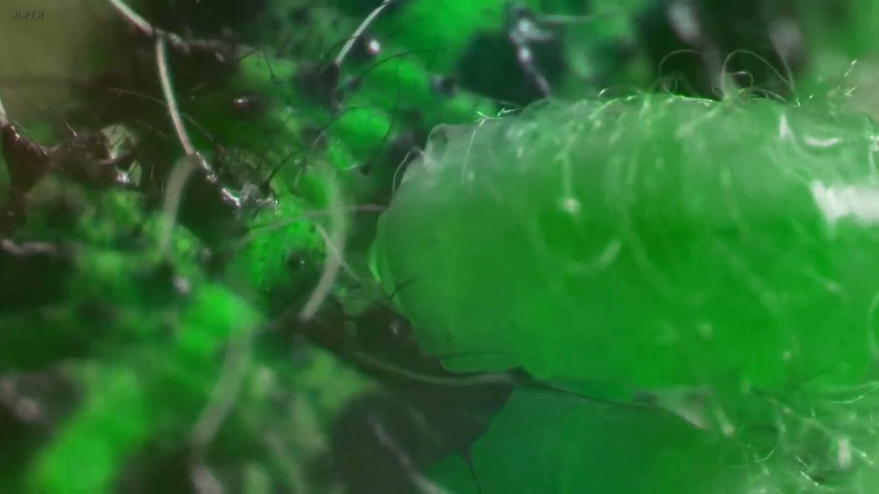 Onionbrain - Green worm (Video)