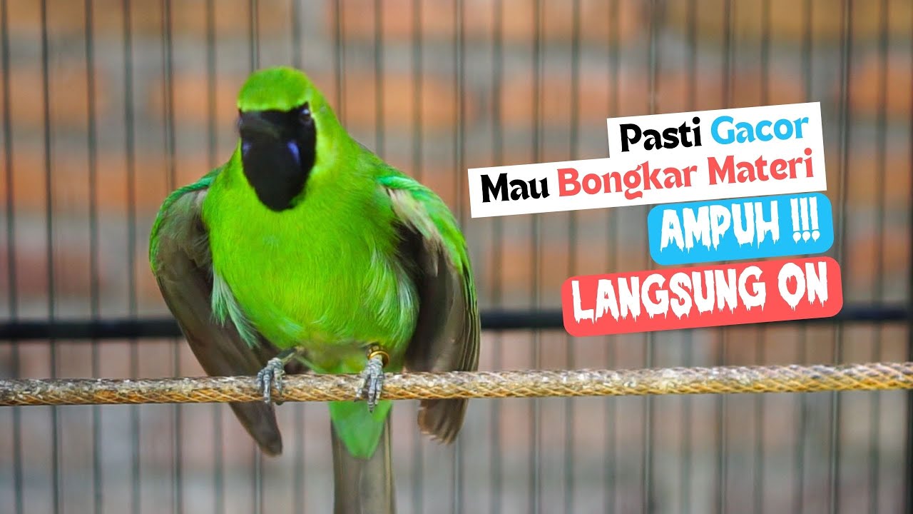 Cucak Ijo Gacor! Efektif Buat Cas Cucak Ijo Mana Saja Auto Langsung Emosi Mau Jamtrok
