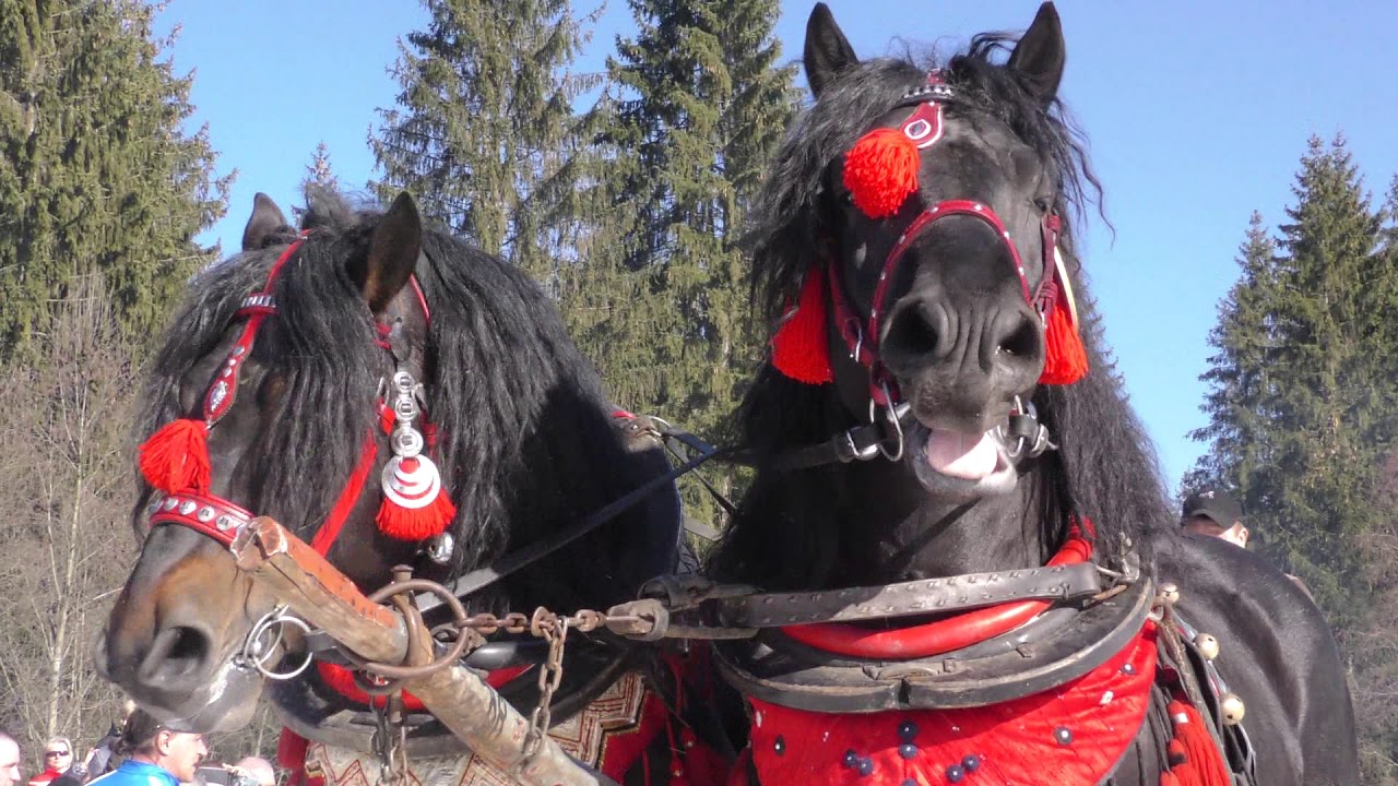 FURMANI 2019 - XVIII ZAWODY FURMANÓW W ISTEBNEJ.