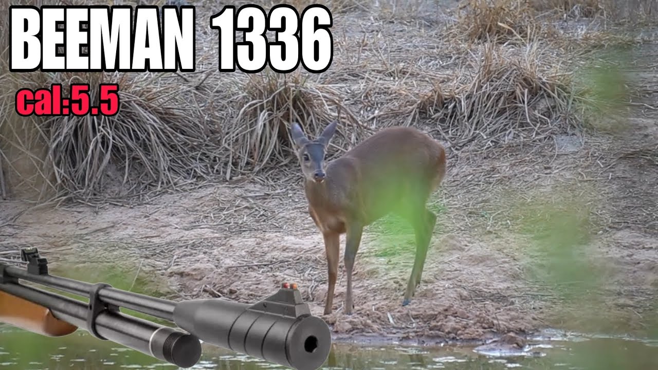 Ca&ccedil;ada De Veado Com A PCP Beeman 1336 Deu Raposa 😱