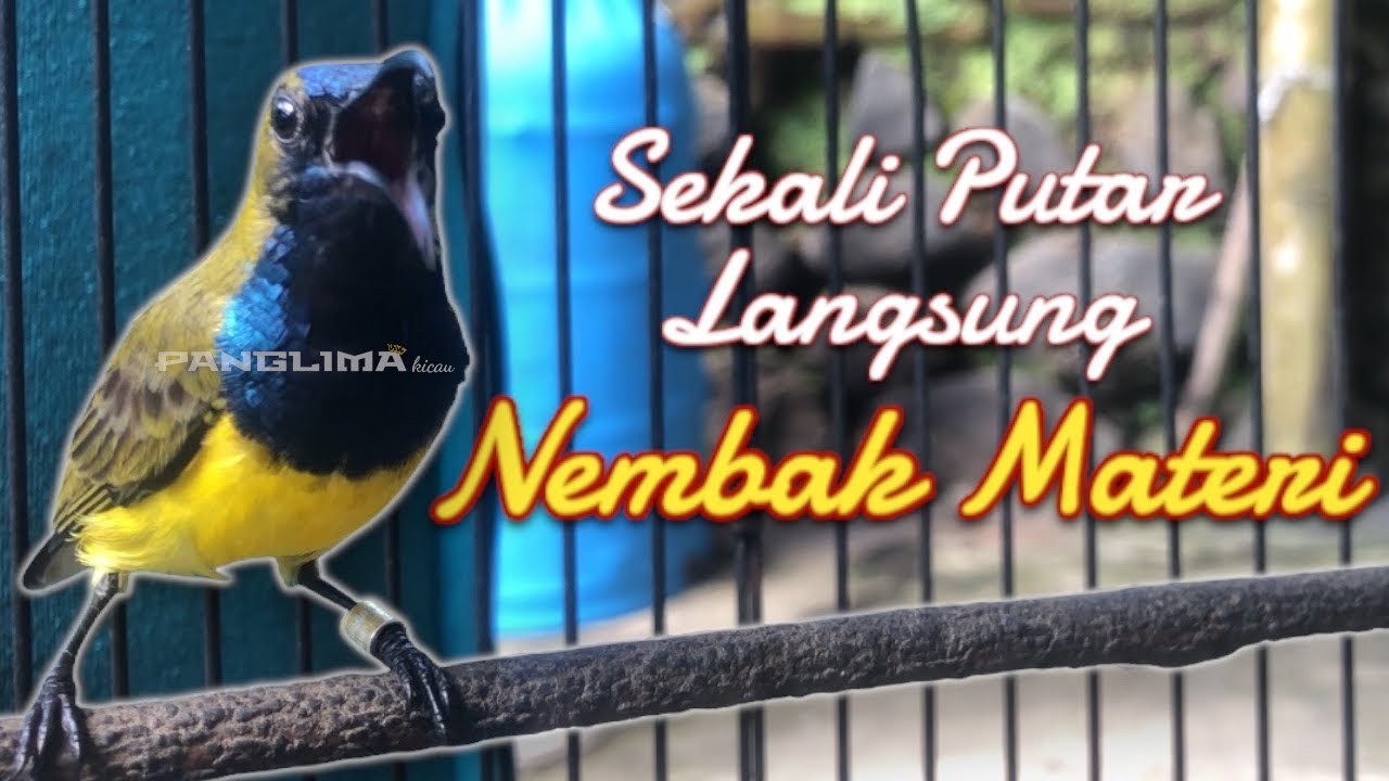 paling di cari | sekali putar langsung ikut nembak #pancingansogon #sogongacor