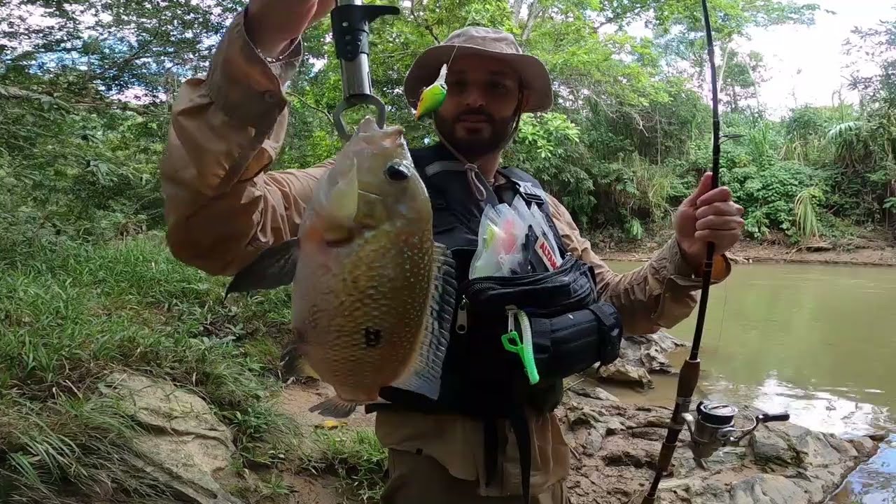Pesca de Sabaleta y Mojarra Azul en un mismo río