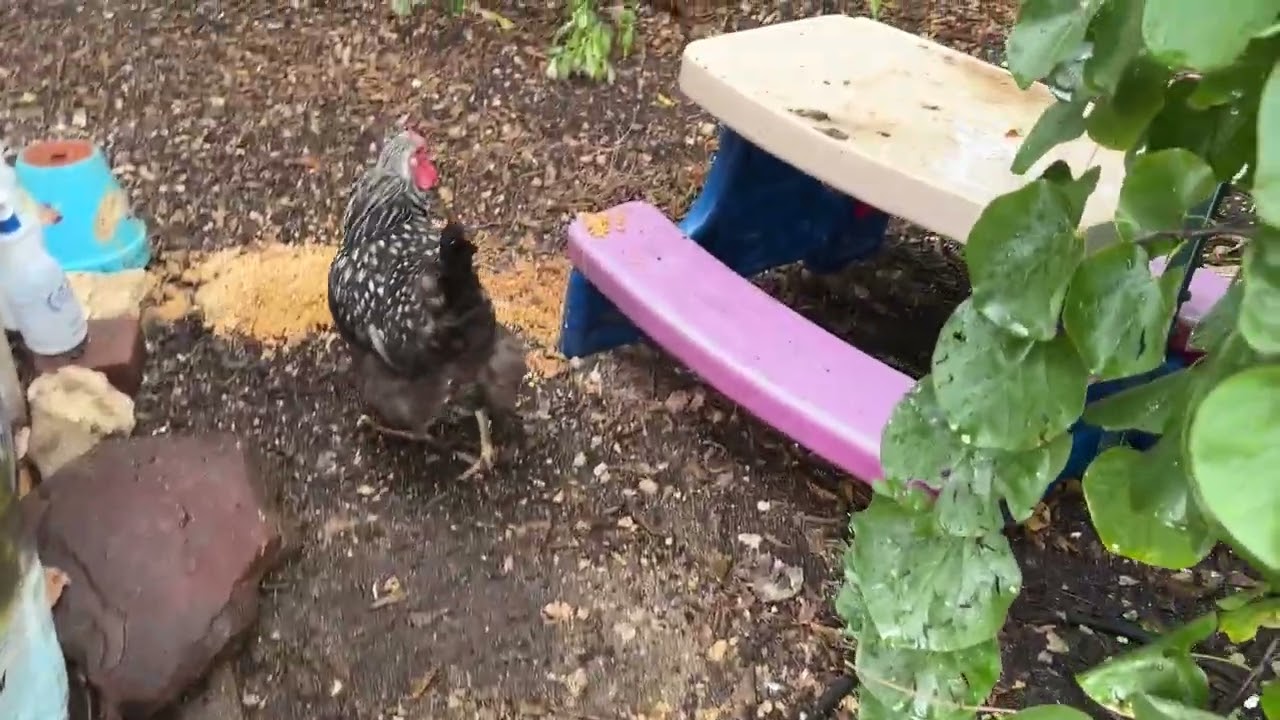 Copper in Water Hack - Five Minute Chicken Tips!