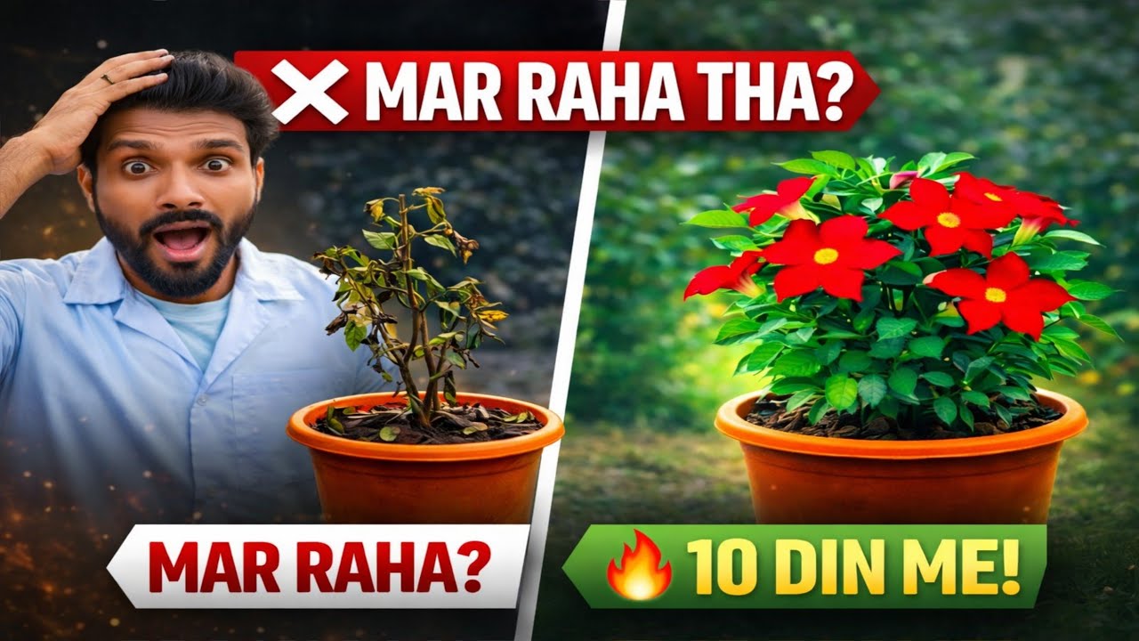 Mar Raha Tha Ye Plant… 10 Din Me Itne Phool Kaise? 😳