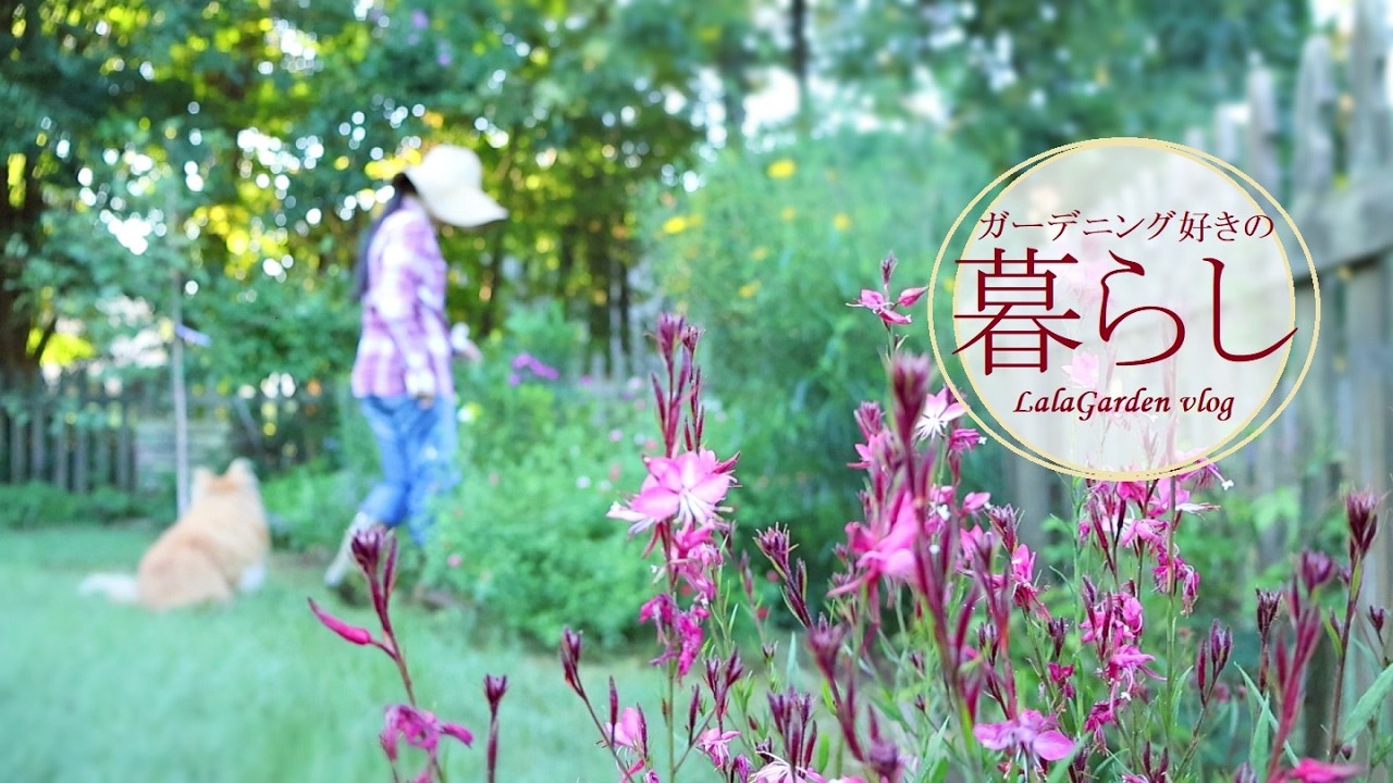 【ガーデニングと暮らし】秋に咲く花・田舎町のアンティークショップ巡り・ハンドメイド作家の暮らし・LalaGarden Vlog