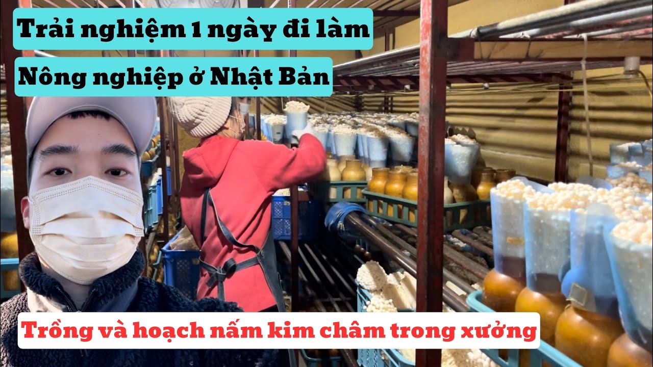 478 | 1 Ngày Đi Làm Nông Nghiệp Ở Nhật Bản | Nghề Trồng Nấm Kim Châm Ở Nhật | Đức Thư Vlogs