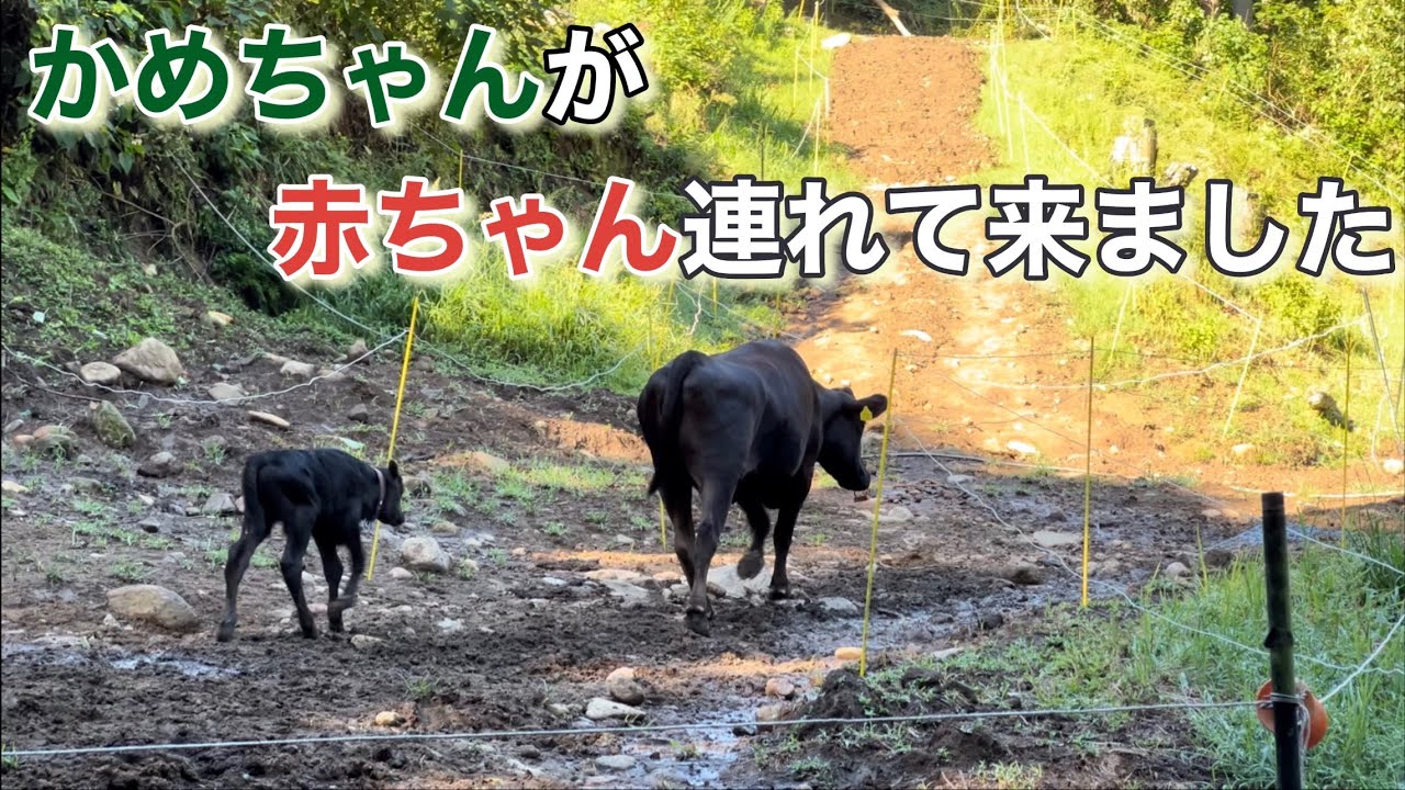 かめちゃんの赤ちゃんの名前発表