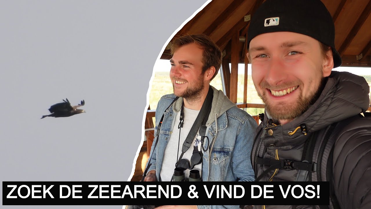 #177: Vossen & zeearenden scoren in de Oostvaardersplassen!