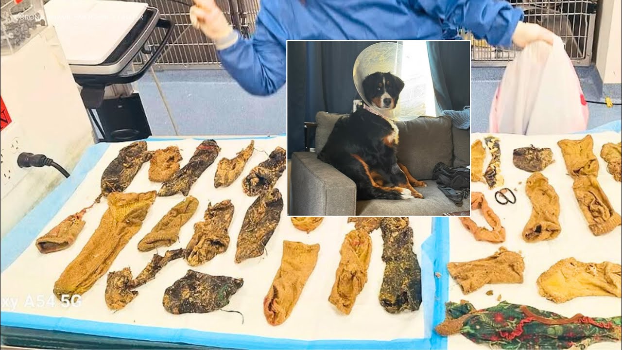 Vet removes two dozen socks from dog's stomach