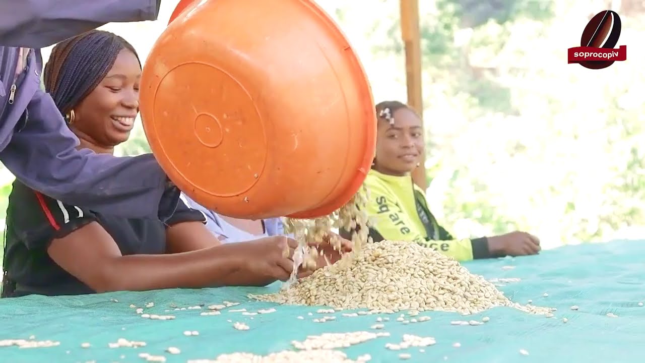 Nord-Kivu : la SOPROCOPIV optimise le traitement des cerises de café à Vungulo