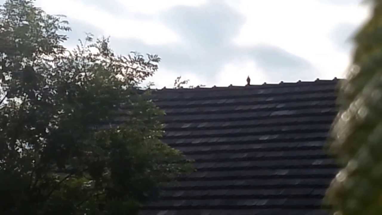 der Ruf des Wiedehopf  - Upupa epops - Hoopoe bei Dahme/Mark- ein seltener Gast