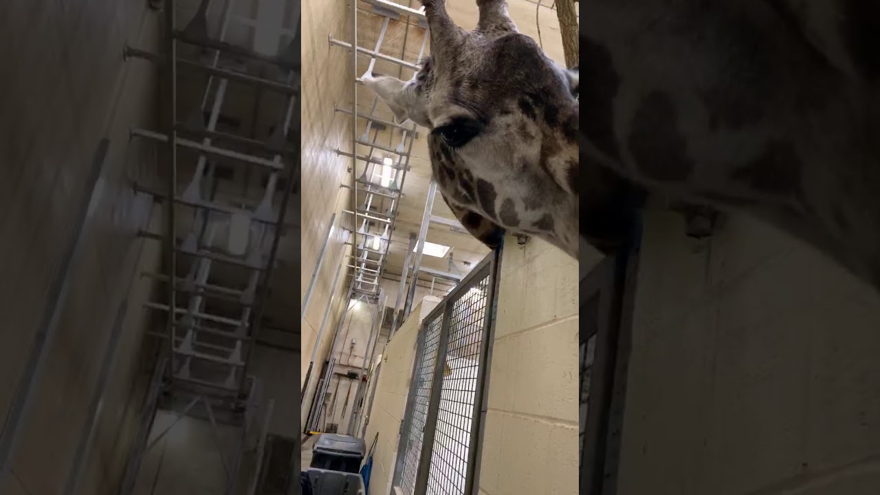 Home Safari – Baby Giraffe Theo and Fenn – Cincinnati Zoo