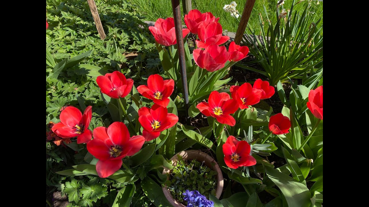 Gartenspaziergang im sonnigen Frühlingsgartengarten