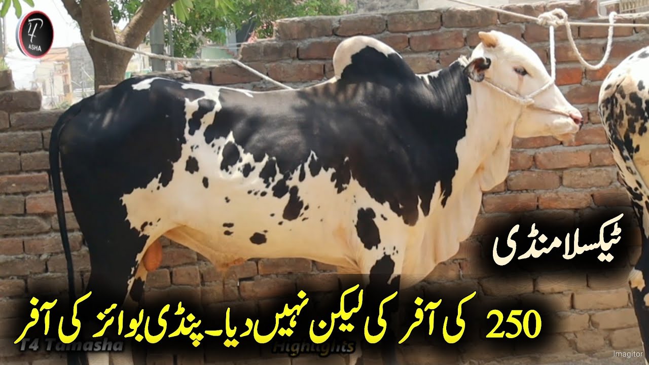 Taxila Mandi updates - 250k offer - bakra Mandi 2023 - Qurbani 2023 - live Bargaining Taxila mandi
