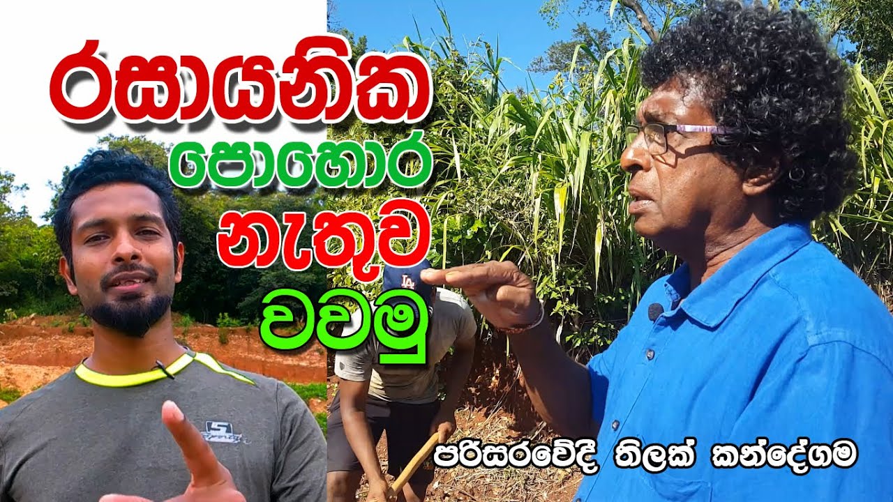 රසායනික පොහොර නැතුව එළවලු වවමු - තිලක් කන්දේගම / Let's grow vegetables without chemical fertilizers