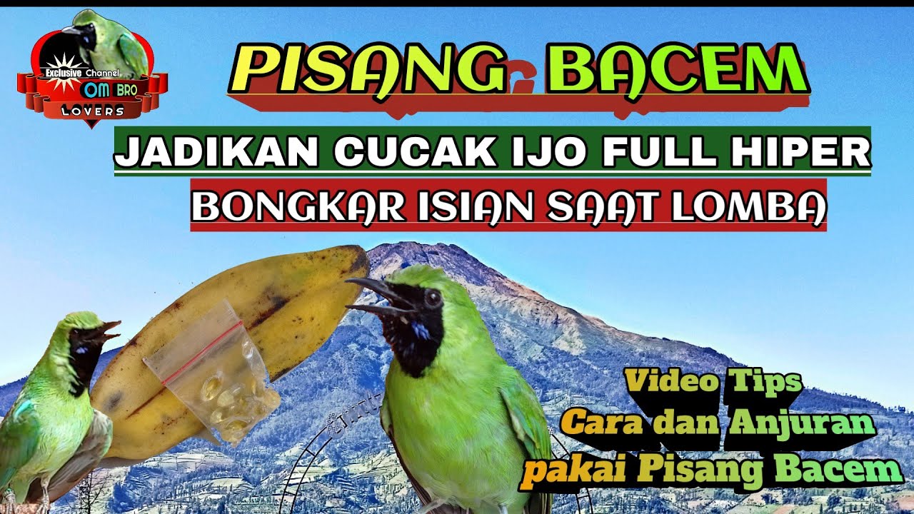 pisang bacem jadikan cucak ijo full hiper bongkar isian saat lomba