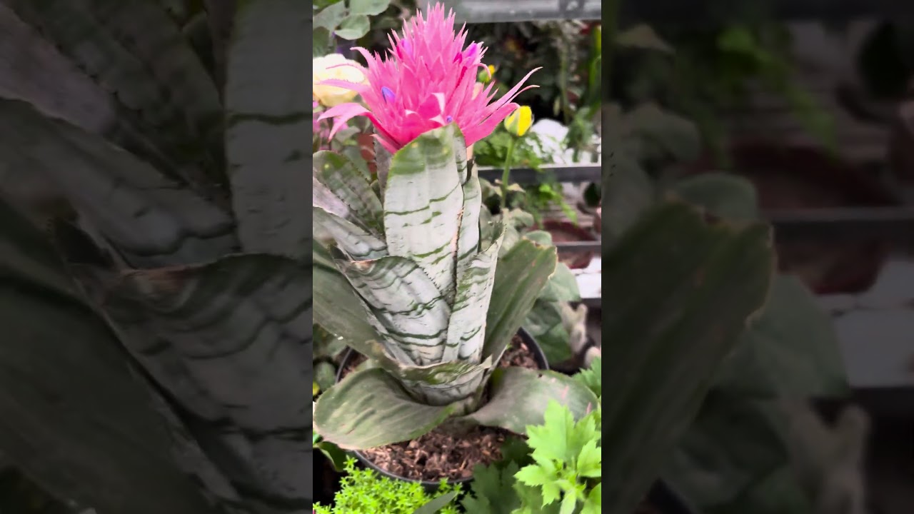 Cómo hacer florecer tus bromelias fácilmente 