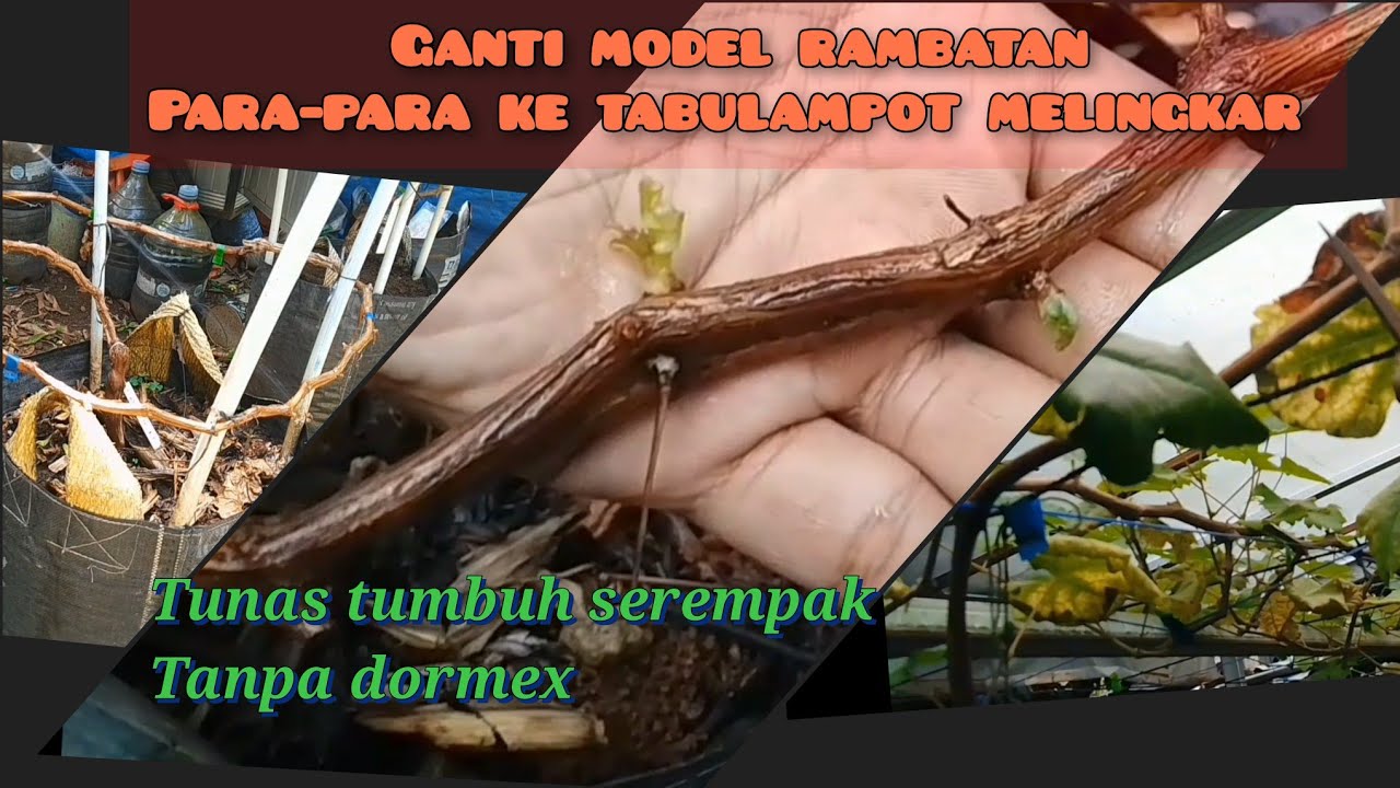 ganti sistem rambatan anggur, tunas Bud tumbuh serempak tanpa dormex #tanamananggur 