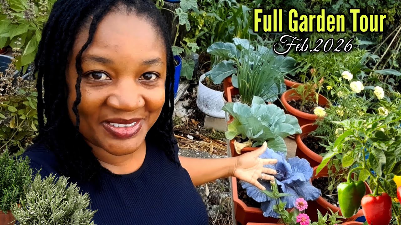 Full Garden Tour For February 2026. Growing All Our Vegetables In Containers 