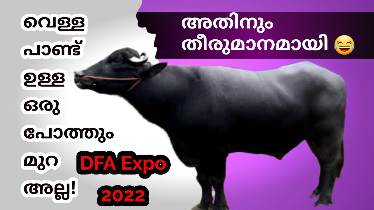 വെള്ള പാണ്ട് ഉള്ള ഒരു പോത്തും മുറ അല്ല /Bull with white spot isn't Murrah /DFA expo 22