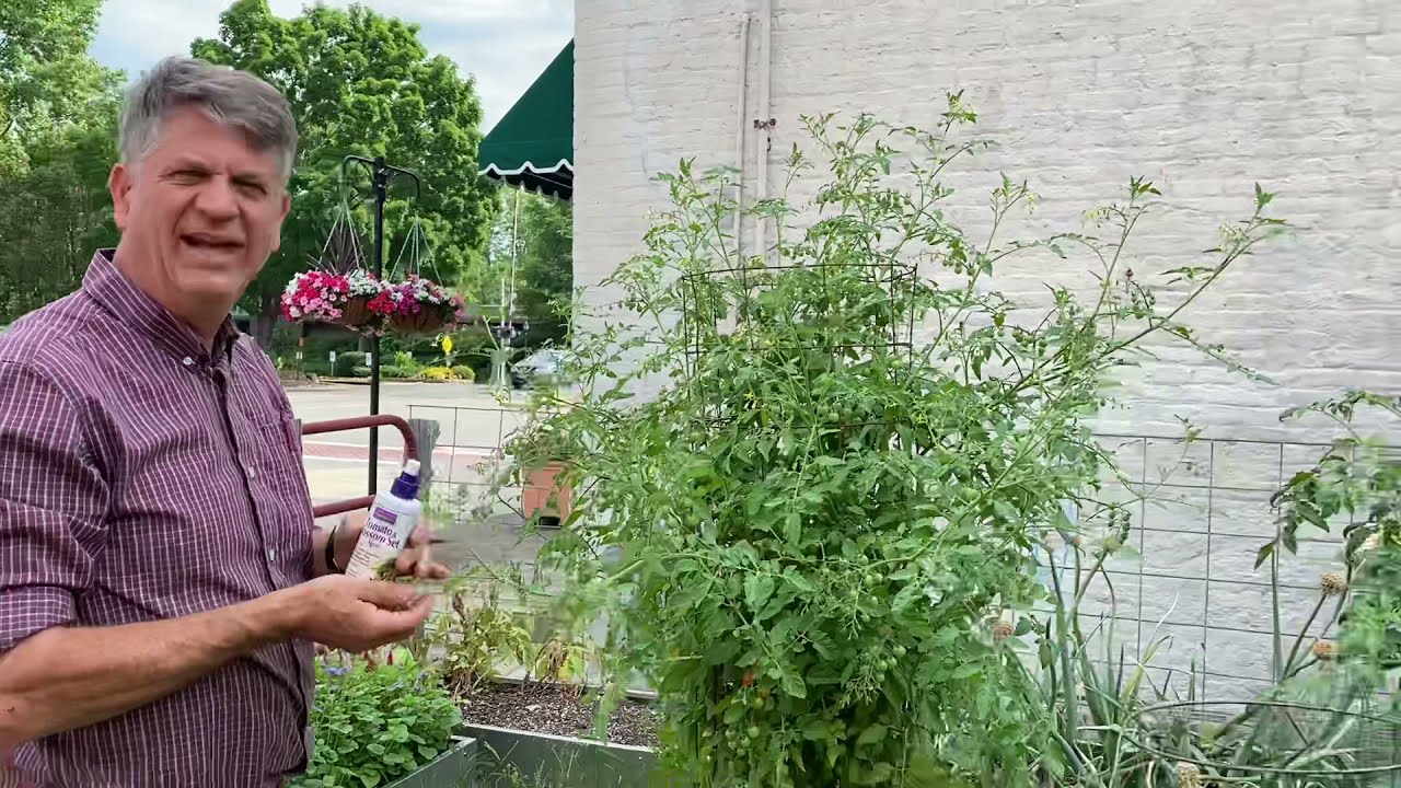 Blossom Set Spray Increases Tomato Yields