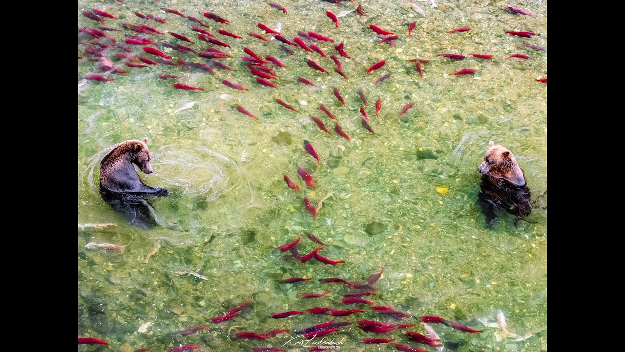 Imogen Heap - Clear the Area