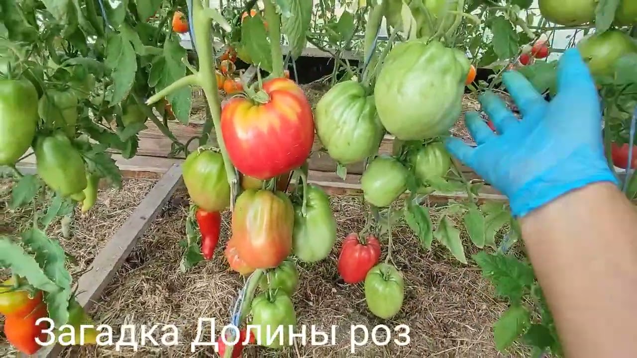 Обзор коллекционных сортов томатов сезона 2024 часть № 4
