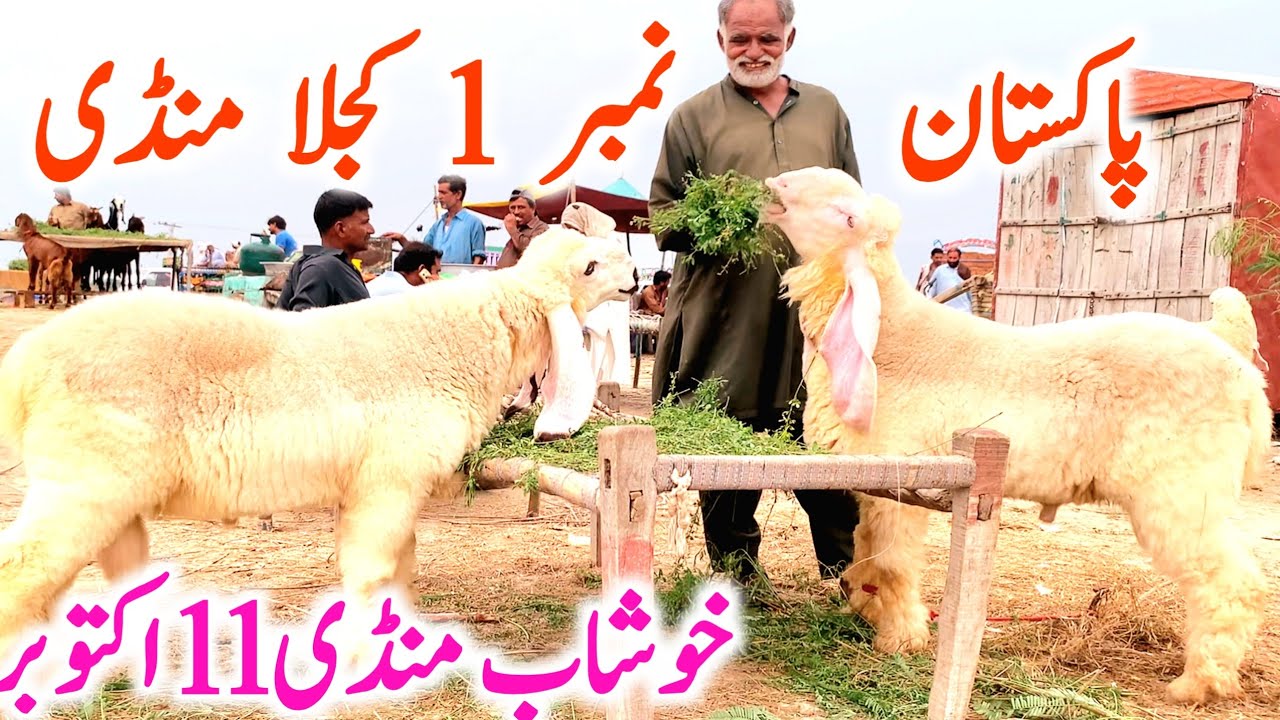 Khushab Kajla Kakka Lela Mandi | 5 Neshan Wale Kajle || Global Village Farming
