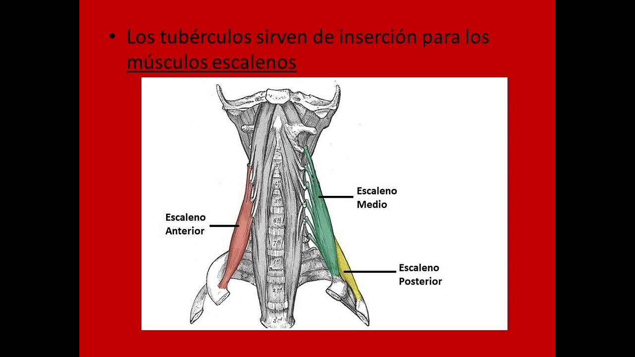 Vertebra t&iacute;pica. V&eacute;rtebras cervicales. 2