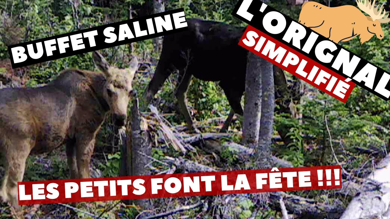 Les orignaux visitent notre &eacute;norme saline! | Orignal simplifi&eacute; | fin Juillet d&eacute;but aout  2021