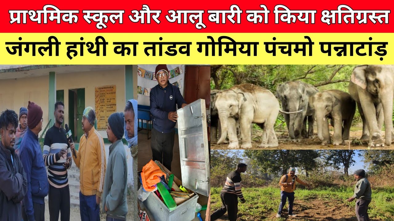 जंगली हांथी का तांडव गोमिया बोकारो पंचमो पन्नाटांड़ |प्राथमिक स्कूल और आलू बारी को किया क्षतिग्रस्त|