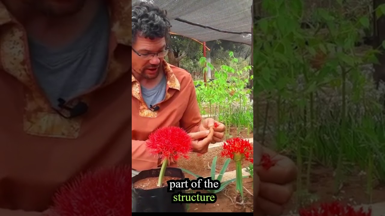 Scadoxus seeds vs Boophone