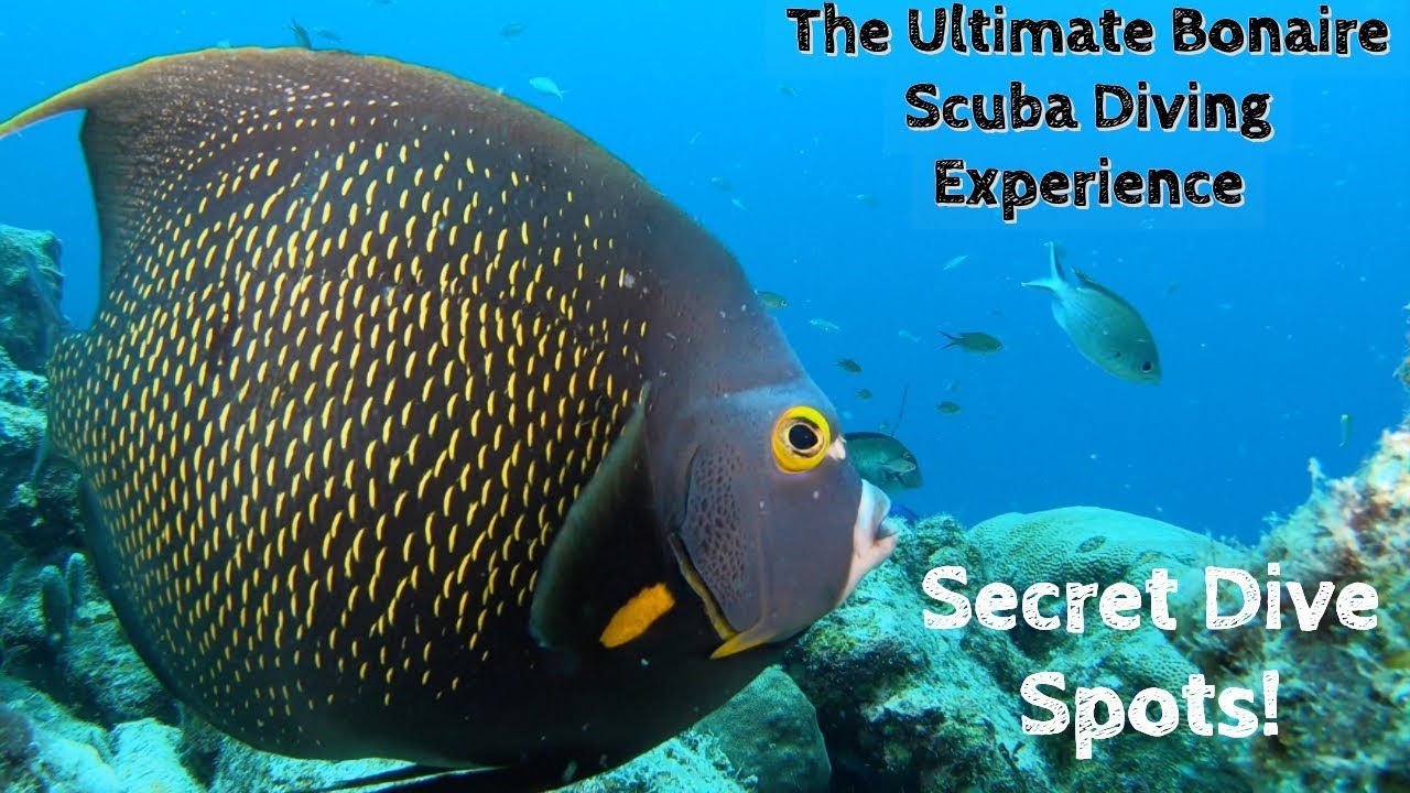 The Bonaire  Diving Experience + Secret Dive Spots!