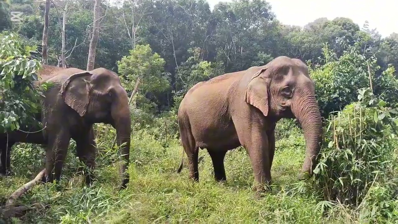 Trekking visit Elephant in the forest.