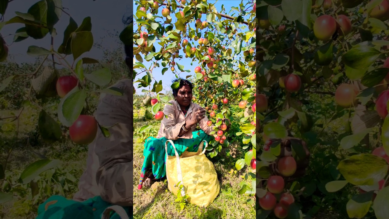 Fresh Apple Ber or আপেল কুল Harvest by Incredible Women Farmers #shorts