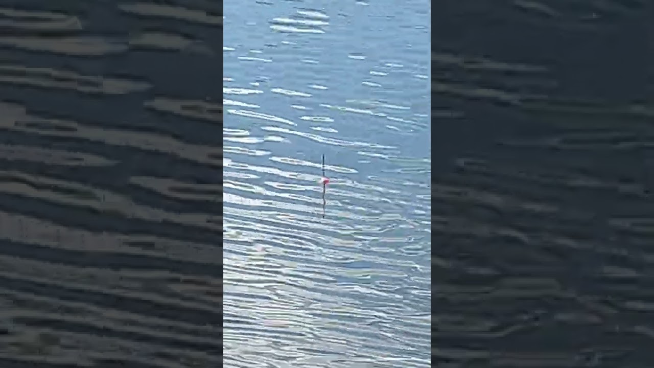 Prussian carp bite
