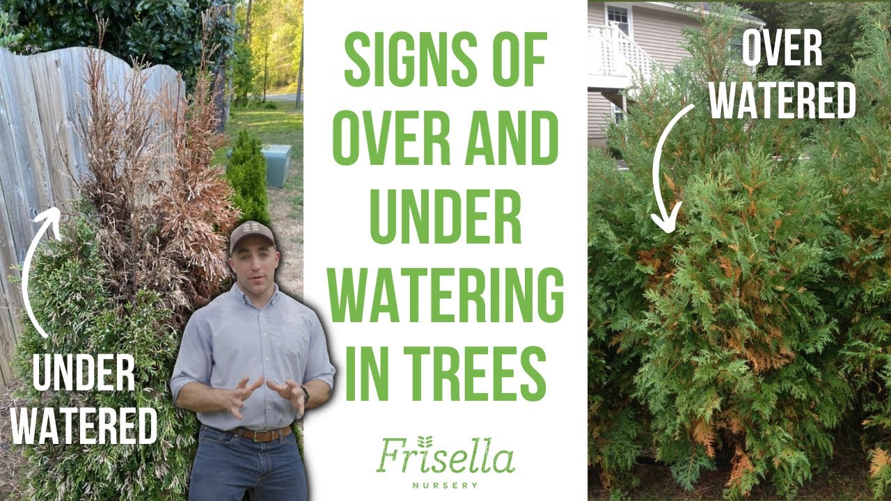 How to Tell if Your Tree is Over or Under Watered // Frisella Nursery