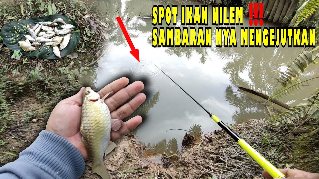 🍃SPOT IKAN NILEM‼️SAMABARAN NYA MENGEJUTKAN💥 #tranding #nilem #microfhising #wader #derbang