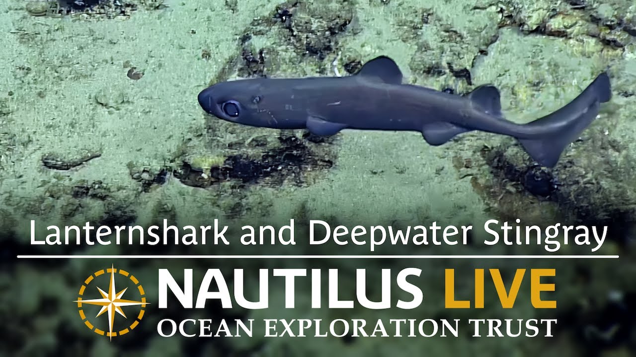 Elasmobranches of Palau: Lanternshark and Deepwater Stingray | Nautilus Live