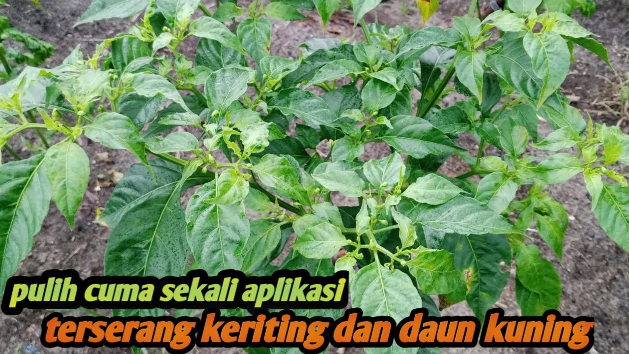 Sekali semprot daun cabe kecil, kuning dan keriting langsung pulih