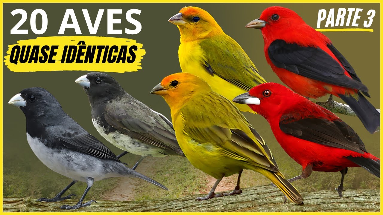 20 Aves Quase Idênticas 
