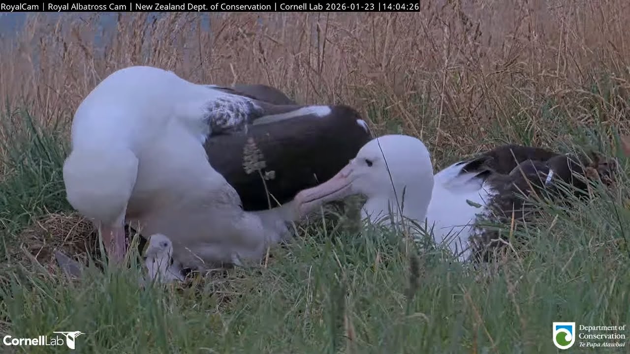 26.01.23 Royal Albatross Cam - BOK回來，WYL餵食後換班 BOK Returns — WYL Feeds, Then Changeover