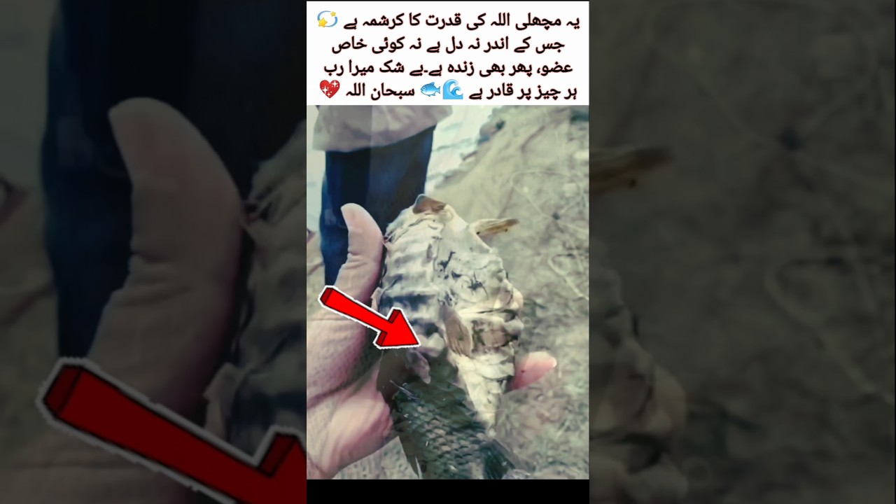 A Fish Without a Heart Yet Still Alive &mdash; Allah&rsquo;s Miracle 🌊🐟✨#MiracleOfAllah #NatureWonder #Alive