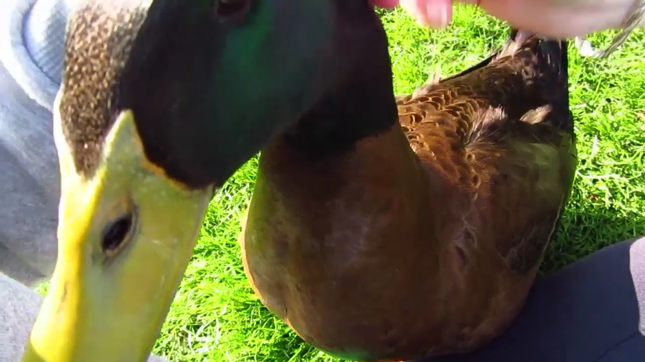 A friendly duck