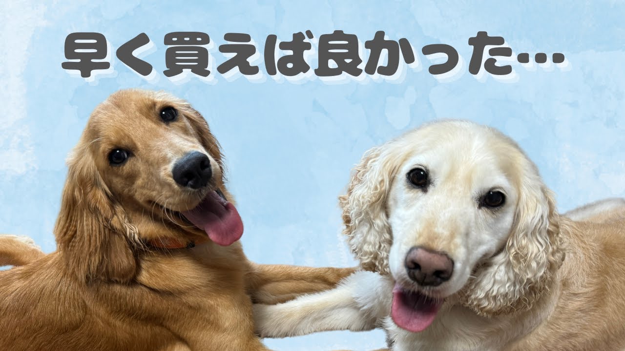 もう手放せない！掃除機付きバリカンでトリミングが超簡単！【中型犬レトニエル】