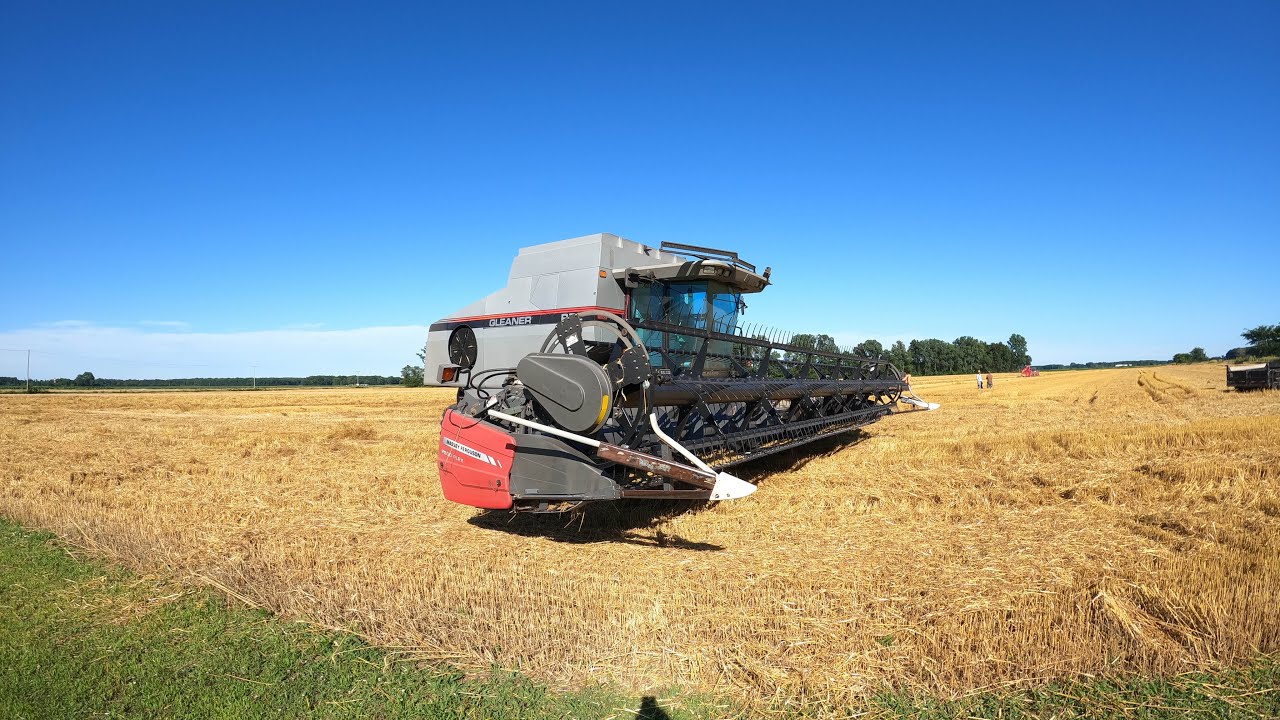 Gleaner M3 и Gleaner R72, урожай пшеницы 2024 года.