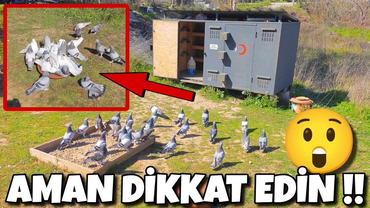 KÜMESLERDE HASTALIĞA SON İŞTE O ÇÖZÜM‼️#oyunkuşu #güvercin #taklacıgüvercin #pigeon #mardinoyunkuşu 