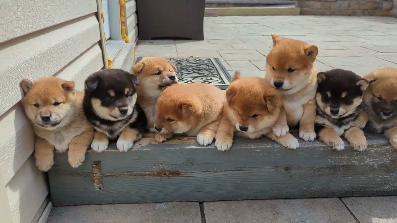 Shiba baby howls / cries :))